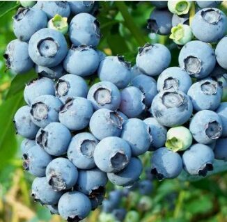 Krūmmellene 'Patriot'