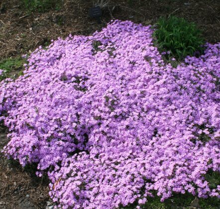 Aslapu floksis 'Fort Hill'