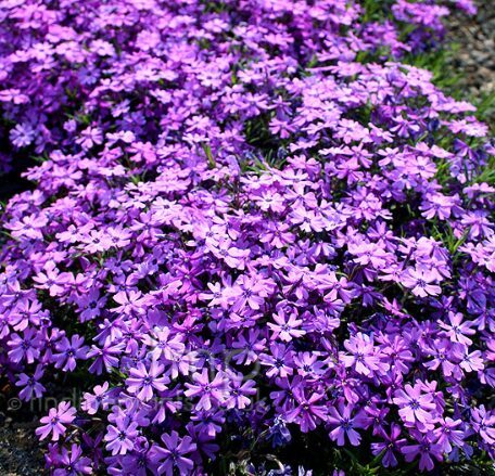 Aslapu floksis 'Purple Beauty'