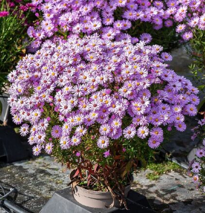 Ziemastere 'Herbstgruss von Bresserhof'