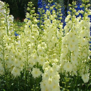 Delfīnija 'Sentinel Cream'