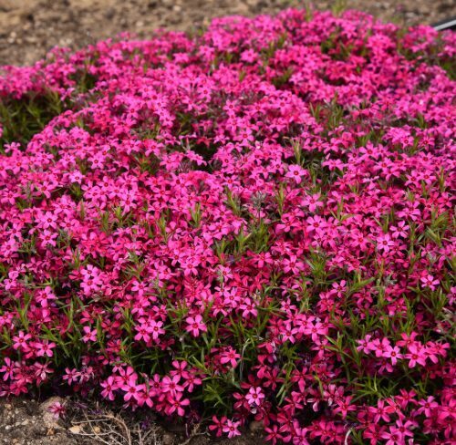 Aslapu floksis 'Scarlet Flame'