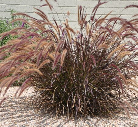 Jaunstāds - Sarzāle 'Rubrum'