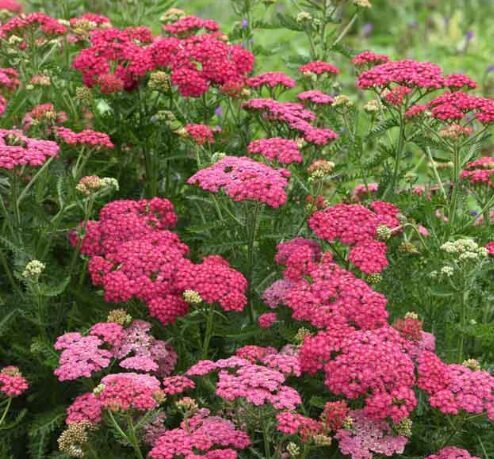 Jaunstāds - Pelašķis 'New Vintage Rose'