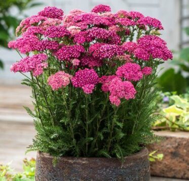 Jaunstāds - Pelašķis 'Saucy Seduction'