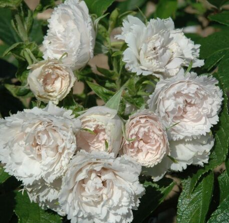 Roze 'White Grootendorst'