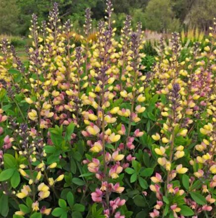 Baptīzija 'Pink Lemonade'