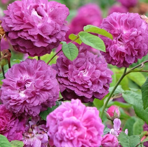 Roze 'Cardinal de Richelieu'