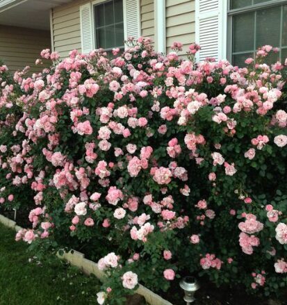 Vīteņroze 'Climbing Bonica'