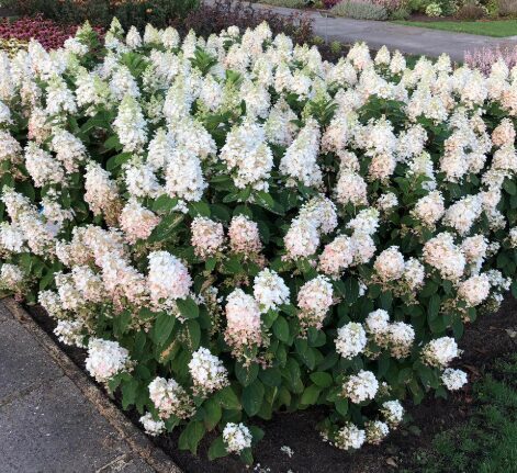 Hortenzija 'Baby Lace' (Piegāde 20.-22. aprīlī)