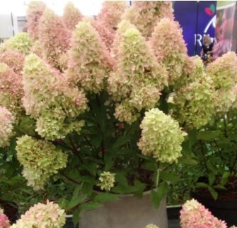 Hortenzija 'Little Fresco' (Piegāde no 20.-22. aprīlim)