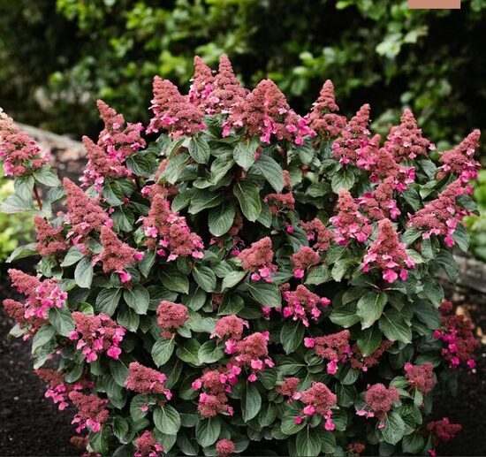 Hortenzija 'Living Infinity' (Piegāde no 20.-22. aprīlim)