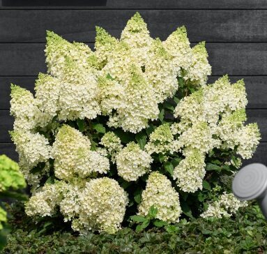 Hortenzija 'Magical Matterhorn' (Piegāde no 20.-22. aprīlim)