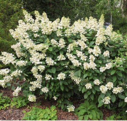 Hortenzija 'Tardiva' (Piegāde no 20.-22. aprīlim)