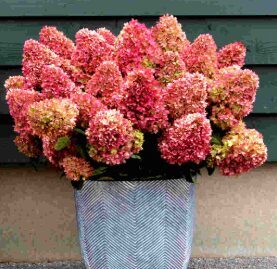 Hortenzija 'Gardenlights Redlight' (Piegāde no 20.-22. aprīlim)