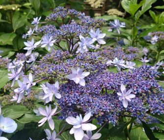 Hortenzija 'Izu no Hana' (Piegāde no 20.-22. aprīlim)