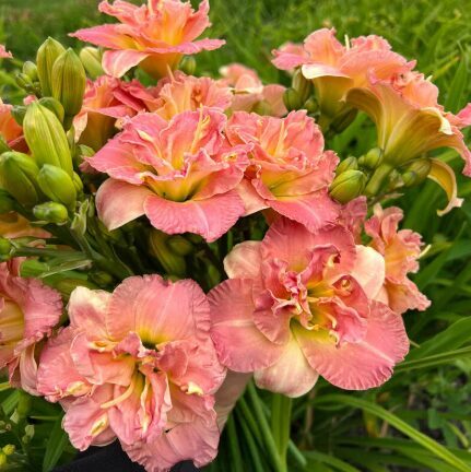Pildītā dienziede 'Lacy Dolly'