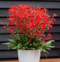 Silene 'Burning Heart'