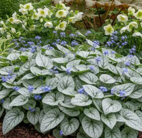 Brunnera “Sea Heart”