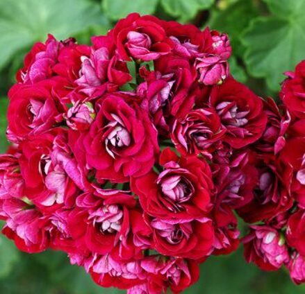 Pelargonija 'Rosebud Red' 