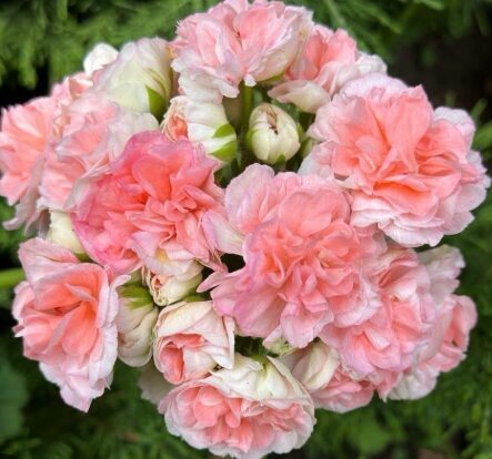 Pelargonija 'Double Salmon'