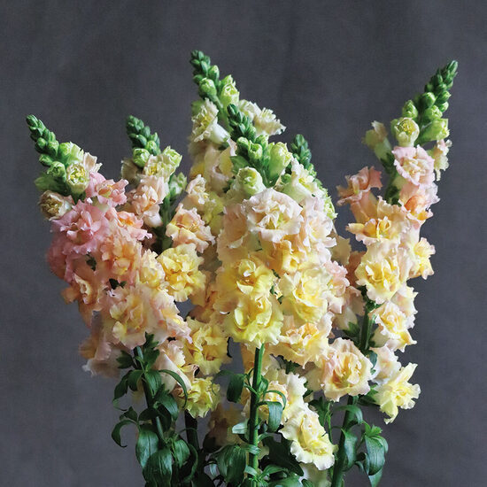 Lauvmutīte 'Snapstar Champagne'