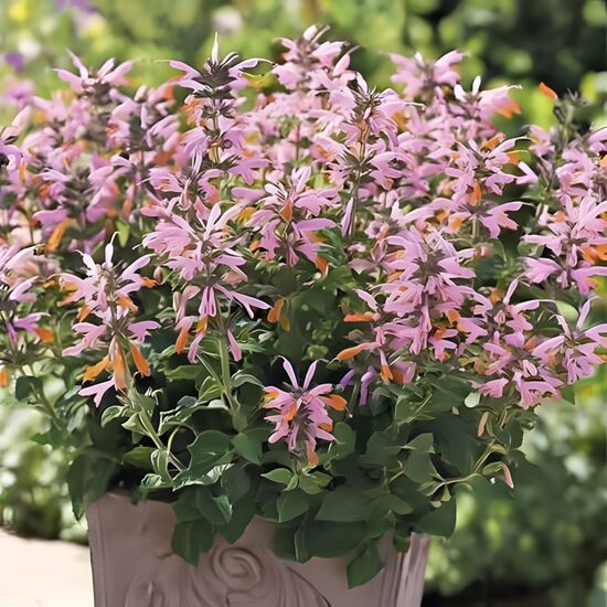 Agastače 'Arizona Sunset'