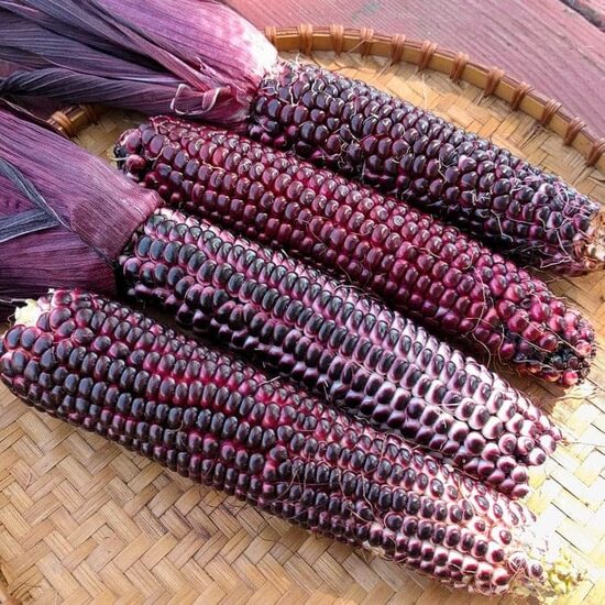 Cukurkukurūza “Double Red Sweet”
