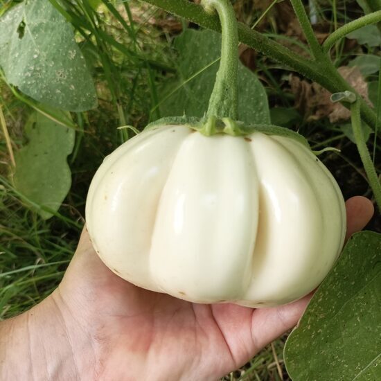Baklažāns 'Thai White Ribbed'