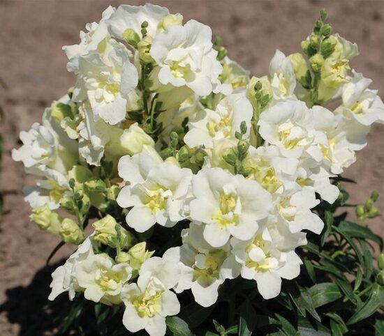 Lauvmutīte “Twinny White”