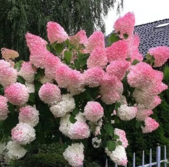 Hortenzija 'Vanille Fraise'