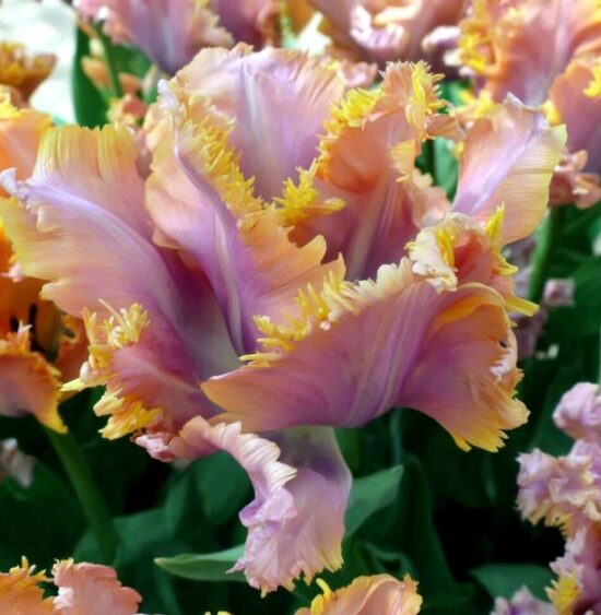Tulpe 'Vovos'