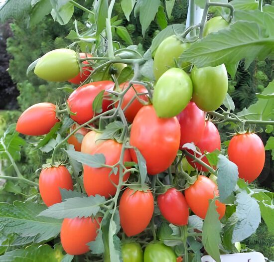 Balkona tomāti 'Window Dwarf' (stāds)