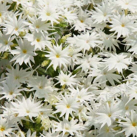 Vasaras floksis 'Popstars White'