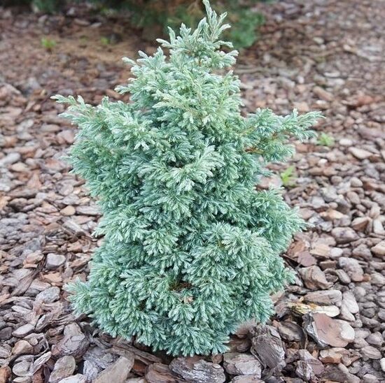 Zirņu paciprese 'Baby Blue'
