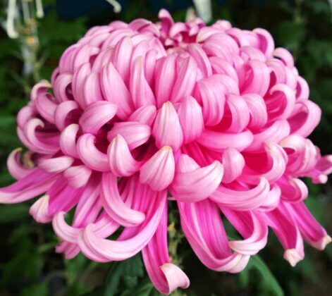 Lielziedu krizantēma “Alloiuse Pink”