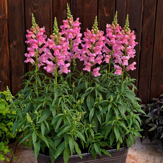 Lauvmutīte 'Potomac Rose'