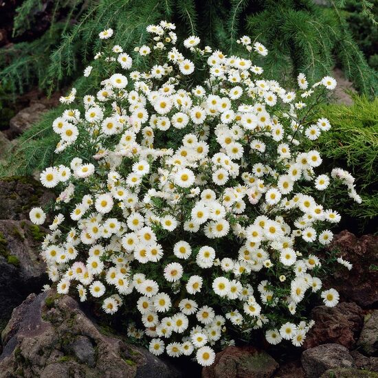 Ziemastere 'White Ladies'