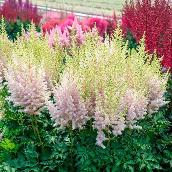 Astilbe 'Milk and Honey'