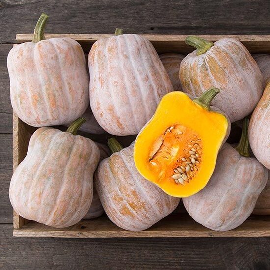 Sviesta ķirbis 'Autumn Frost F1'