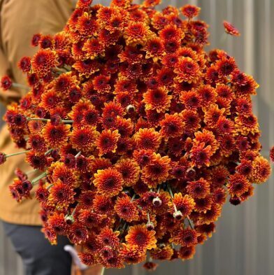 Krizantēma 'Avalon Orange'