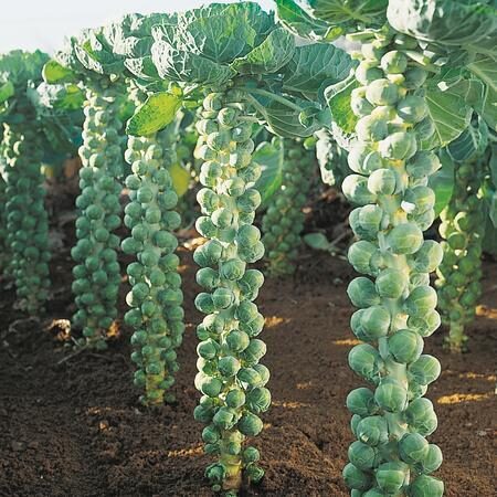 Briseles kāposti 'Hemera F1'