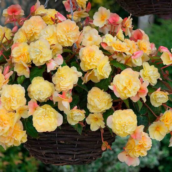 Begonija 'Sweetspice Yellow'