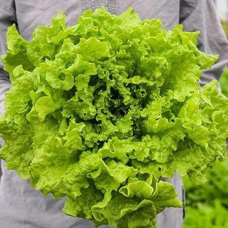 Salāti 'Black Seeded Simpson'