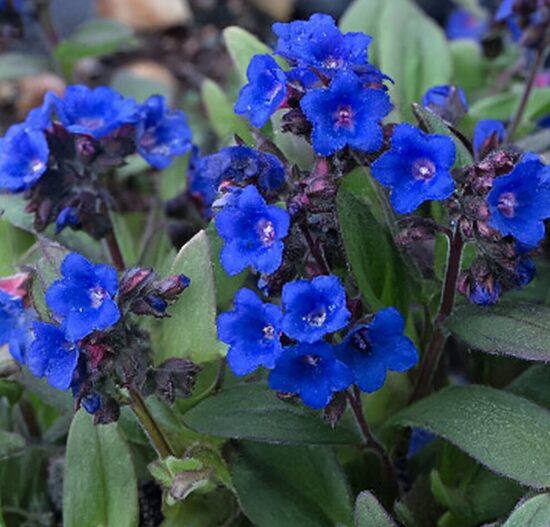 Lakacis 'Blue Ensign'