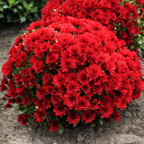 Krizantēma 'Branchili'