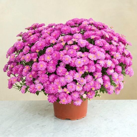 Krizantēma 'Brancookie'