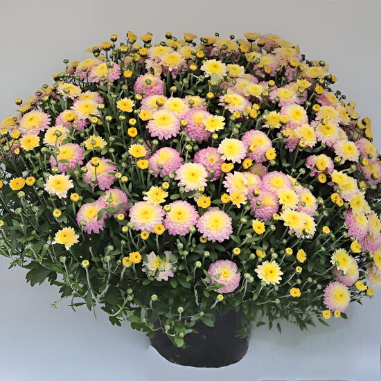 Krizantēma “Bransweet”