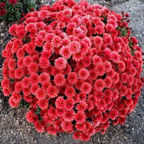 Krizantēma 'Coeur de Lorraine Bronze'