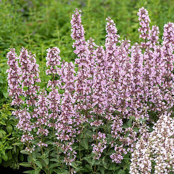 Kaķumētra “Florina”
